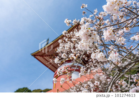 【第23番札所】薬王寺の桜【四国八十八箇所】 【第23番札所】薬王寺の桜【四国八十八箇所】 101274613