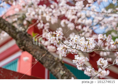 【第23番札所】薬王寺の桜【四国八十八箇所】 【第23番札所】薬王寺の桜【四国八十八箇所】 101274615