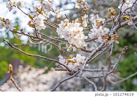 【第23番札所】薬王寺の桜【四国八十八箇所】 【第23番札所】薬王寺の桜【四国八十八箇所】 101274619