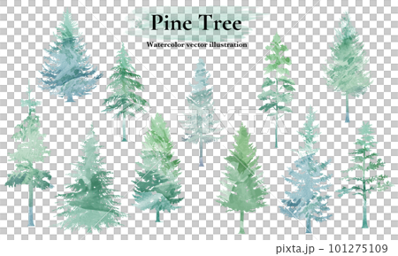 Coniferous forest watercolor illustration set. Cedar tree, hand drawn vector illustration. 101275109