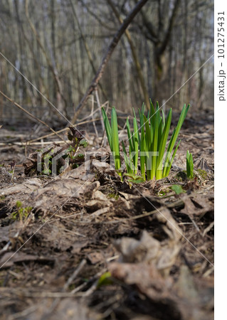 Green young sprouts of primroses in early spring in the forest. Grasses breaking through last year's leaves, reaching for the sun. Spring scenery. Close-up, natural blurred background, selective focus 101275431