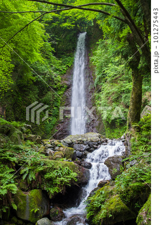 新緑の中を流れる滝【養老の滝】 101275443