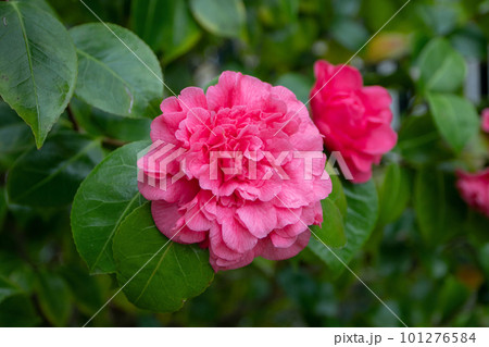 Pink peony form japanese camellia flower Pink peony form japanese camellia flower 101276584
