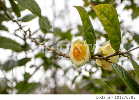 Golden camellia or camellia chrysantha bright yellow flowers Golden camellia or camellia chrysantha bright yellow flowers 101276585