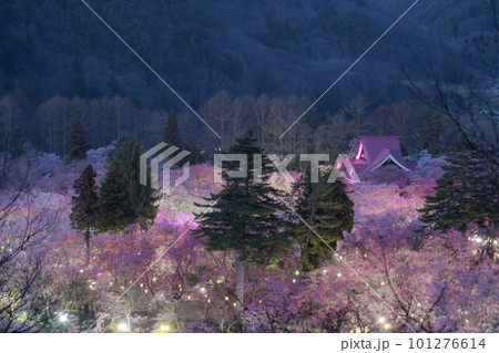 【春素材】高遠城址公園の夜桜・俯瞰風景【長野県】 【春素材】高遠城址公園の夜桜・俯瞰風景【長野県】 101276614