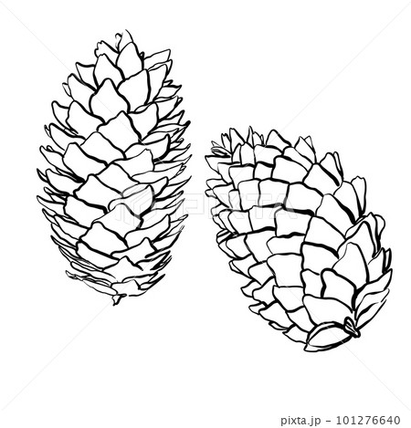 Spruce cones. Vector sketch illustrations. Watercolor image of fir cone on white background. 101276640