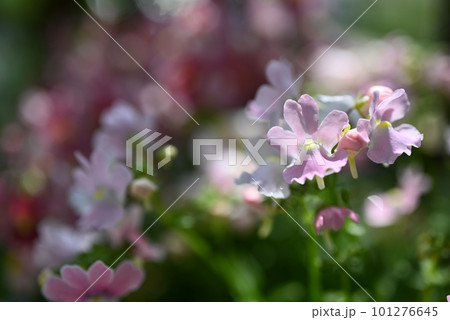 ネメシアのピンク色の花が満開のところのクローズアップ ネメシアのピンク色の花が満開のところのクローズアップ 101276645