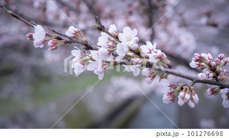 琵琶湖疏水　さくら 101276698
