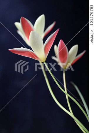 繊細な動きのある原種系チューリップの花 101276763