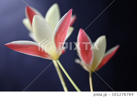 繊細な動きのある原種系チューリップの花 101276764