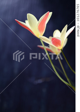 繊細な動きのある原種系チューリップの花 101276765
