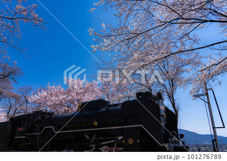 【桜素材】SLと桜【長野県】 【桜素材】SLと桜【長野県】 101276789