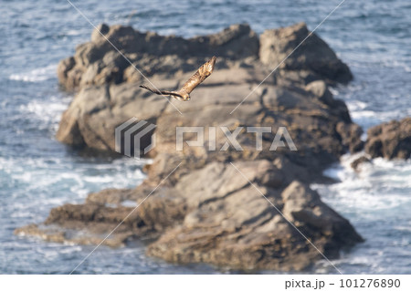 春期、岬岩礁上を渡るノスリ01 101276890