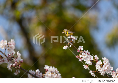 春、満開桜とカワラヒワ 春、満開桜とカワラヒワ 101276892