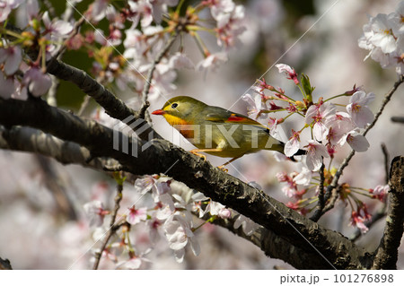 春、満開桜とソウシチョウ03 春、満開桜とソウシチョウ03 101276898