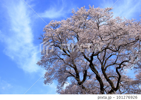 ひょうたん桜　春うらら　（高知県　仁淀川町） 101276926
