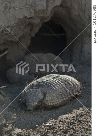 Hairy Armadillo, in desert environment, Peninsula Valdes, Patagonia, Argentina Hairy Armadillo, in desert environment, Peninsula Valdes, Patagonia, Argentina 101276989