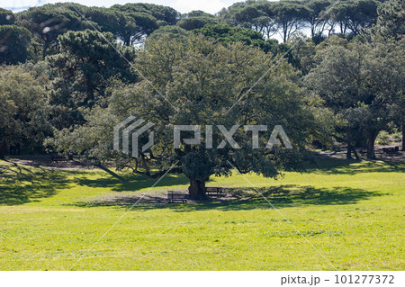 Big oak tree in a green park 101277372