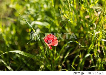One poppy flower in the middle of green grass 101277373