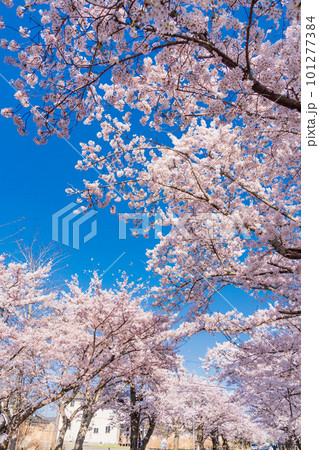 (福島県富岡町)夜の森公園・青空に映える満開の桜トンネル (福島県富岡町)夜の森公園・青空に映える満開の桜トンネル 101277384