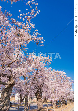 (福島県富岡町)夜の森公園・青空に映える満開の桜トンネル (福島県富岡町)夜の森公園・青空に映える満開の桜トンネル 101277385