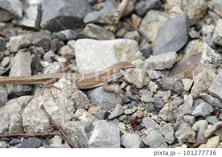 ニホンカナヘビ 101277736