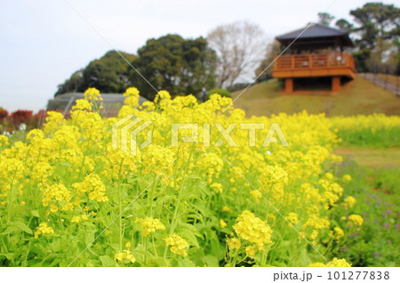 農事センターの菜の花のアップと展望台 農事センターの菜の花のアップと展望台 101277838
