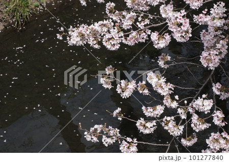 満開の桜と花イカダ・ソメイヨシノ・千本桜・川背景 101277840