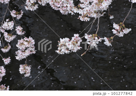 満開の桜と花イカダ・ソメイヨシノ・千本桜 満開の桜と花イカダ・ソメイヨシノ・千本桜 101277842