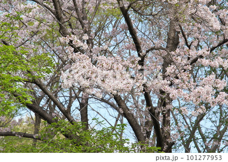 満開の桜・ソメイヨシノ・相模原公園 満開の桜・ソメイヨシノ・相模原公園 101277953