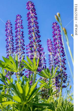 A lot of beautiful lupine flowers of lilac color A lot of beautiful lupine flowers of lilac color 101278011