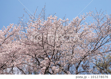 青空に映える満開の桜・ソメイヨシノ・相模原公園 101278076