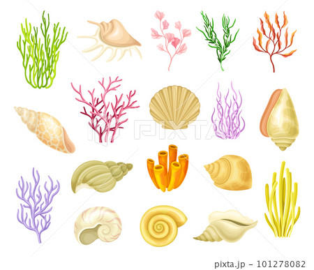 Coral Polyps and Seashell as Marine Fauna Big Vector Set Coral Polyps and Seashell as Marine Fauna Big Vector Set 101278082