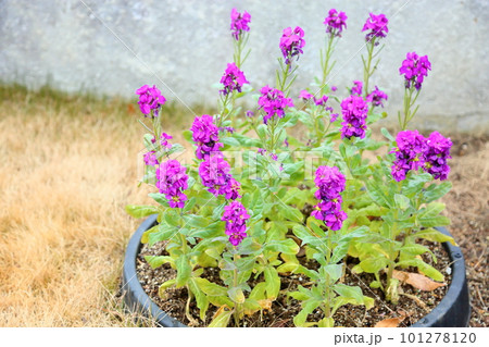 ストックの花 101278120