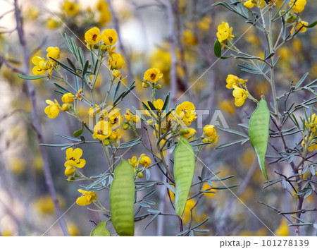 Senna artemisioides blooms Senna artemisioides blooms 101278139