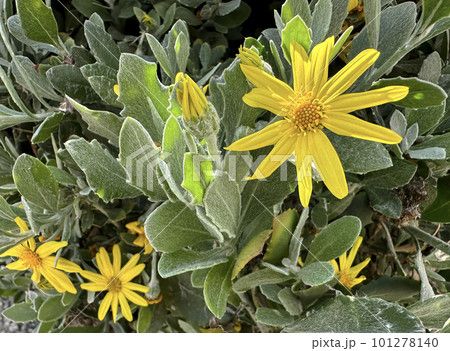 Leopard's-bane Groundsel (lat.- Senecio doronicum) Leopard's-bane Groundsel (lat.- Senecio doronicum) 101278140