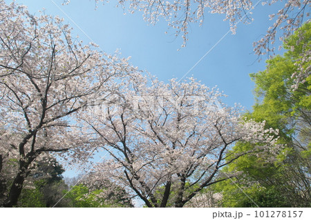 青空に映える満開の桜・ソメイヨシノ・ふれあいの森 青空に映える満開の桜・ソメイヨシノ・ふれあいの森 101278157