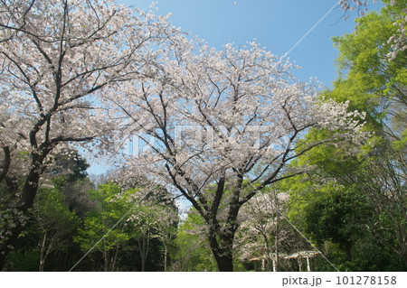 青空に映える満開の桜・ソメイヨシノ・ふれあいの森 青空に映える満開の桜・ソメイヨシノ・ふれあいの森 101278158