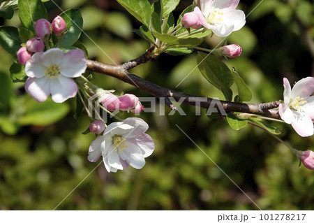 春に咲いた白からピンクのグラデーションの花の写真素材 [101278217