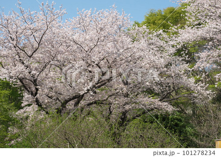 青空に映える満開の桜・ソメイヨシノ・ふれあいの森 101278234