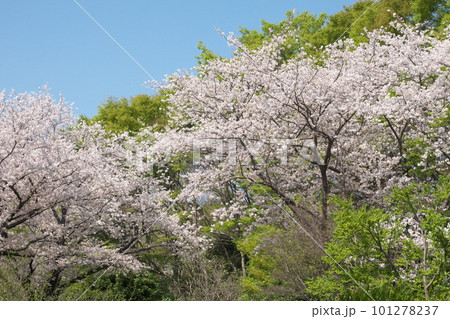 青空に映える満開の桜・ソメイヨシノ・ふれあいの森 青空に映える満開の桜・ソメイヨシノ・ふれあいの森 101278237
