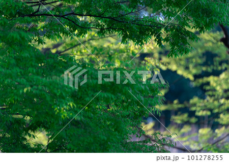 新緑の葉と木漏れ日 新緑の葉と木漏れ日 101278255