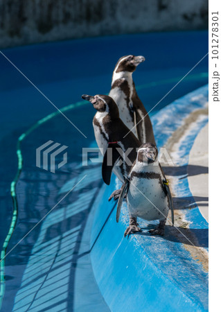 プールで遊ぶフンボルトペンギン 101278301