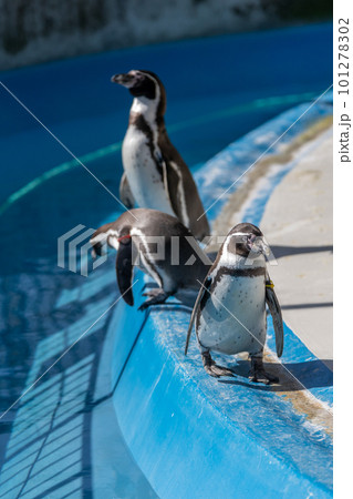 プールで遊ぶフンボルトペンギン 101278302