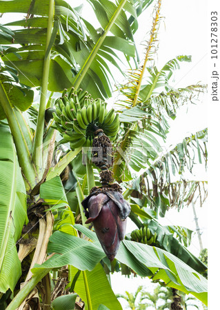実と花がなっているバナナの木 101278303