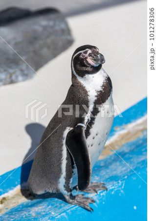 プールで遊ぶフンボルトペンギン プールで遊ぶフンボルトペンギン 101278306