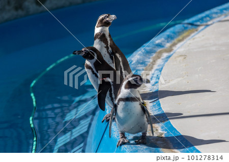 プールで遊ぶフンボルトペンギン 101278314