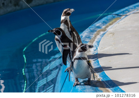プールで遊ぶフンボルトペンギン プールで遊ぶフンボルトペンギン 101278316