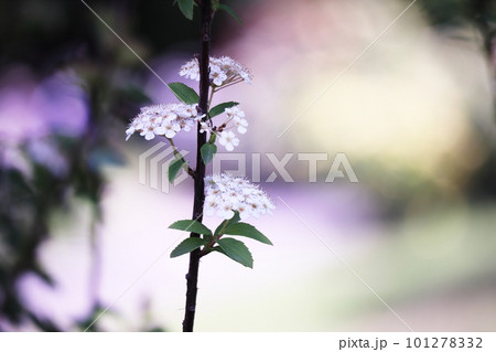 初夏と白いシモツケの花 初夏と白いシモツケの花 101278332