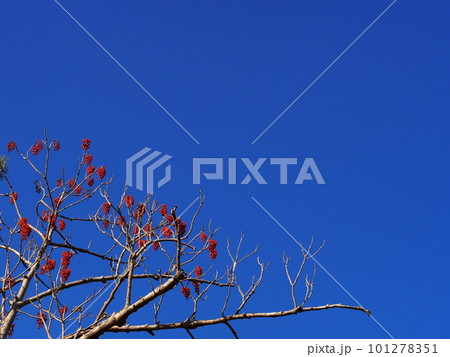 青空と赤く熟したイイギリの実 青空と赤く熟したイイギリの実 101278351